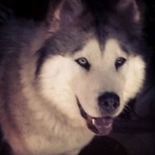 Pic of the Litter: Juneau